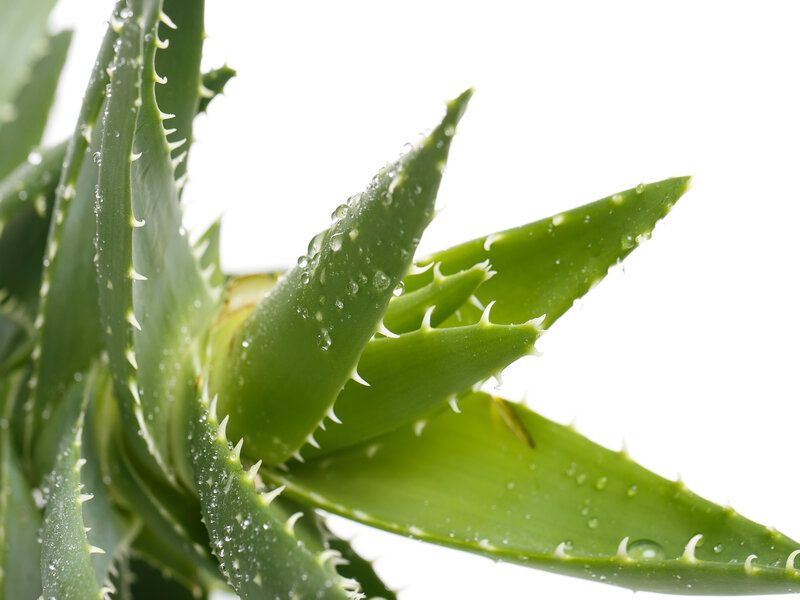 Comment utiliser le gel d’aloe vera pour les cheveux