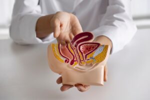 Médecin expliquant l'anatomie sous un angle élevé. biopsies de la prostate