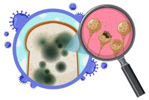 Pain non comestible avec de la moisissure. Staphylococcus aureus