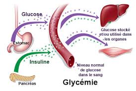 Analyse du quest ce quun glucagonome et comment affecte t il la glycemie