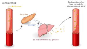 Comparaison : Glucagon vs Insuline